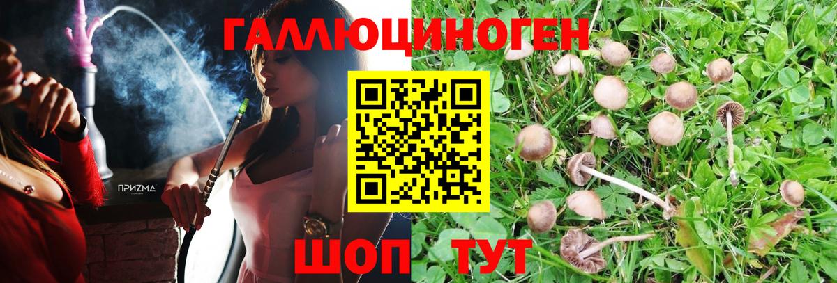 Баксан  Галлюциногенные грибы Psilocybe  Вход с VPN 